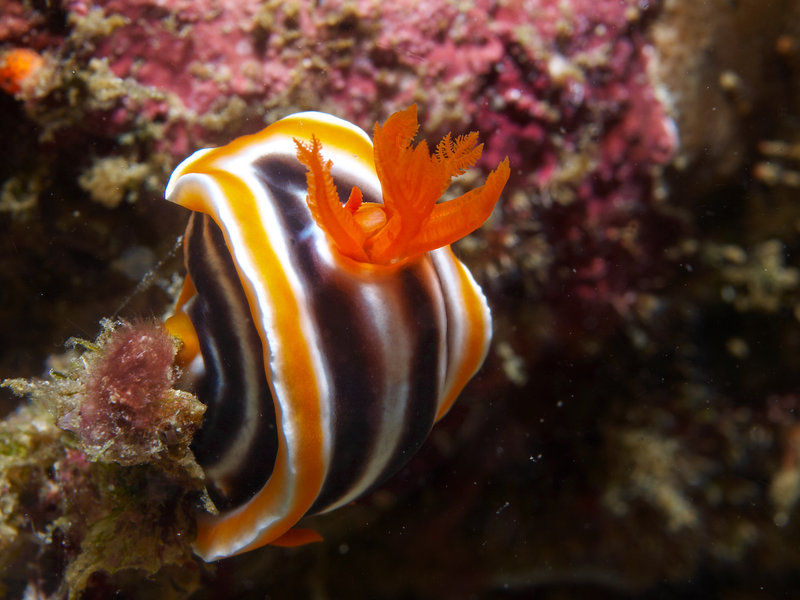 Nudibranch, Sinandigan Wall